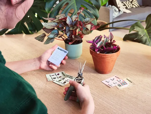 Plongez dans l'univers des plantes d'intérieur avec Nicolas - Image n°2 - Wecandoo