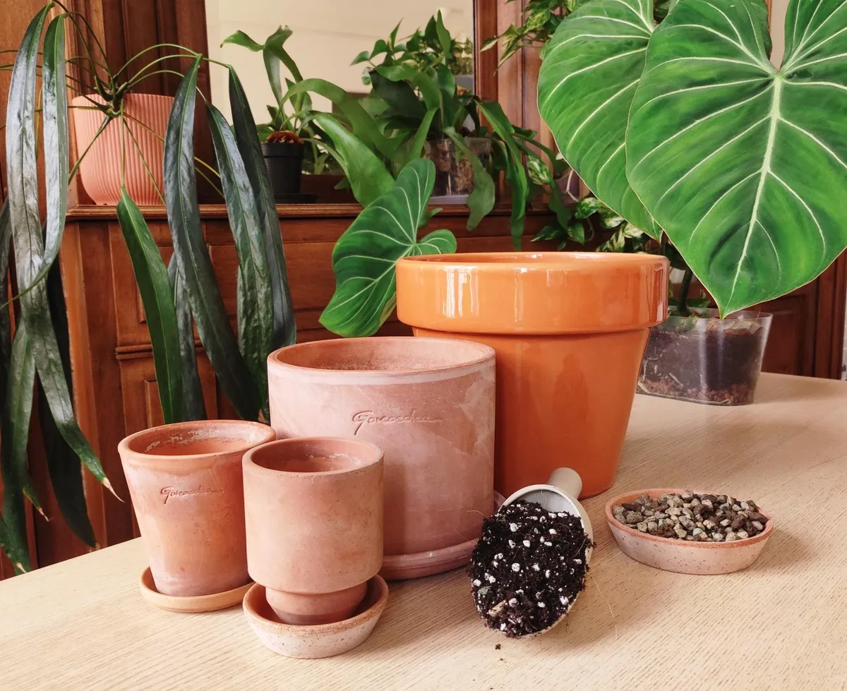 Plongez dans l'univers des plantes d'intérieur