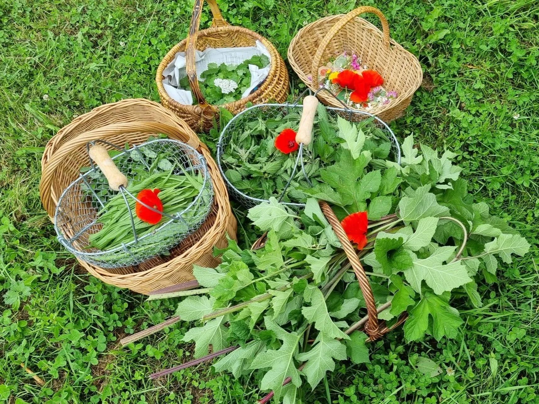 Cueillez et cuisinez des plantes sauvages - Image n°5 - Wecandoo