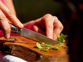 Découvrez et transformez les plantes sauvages