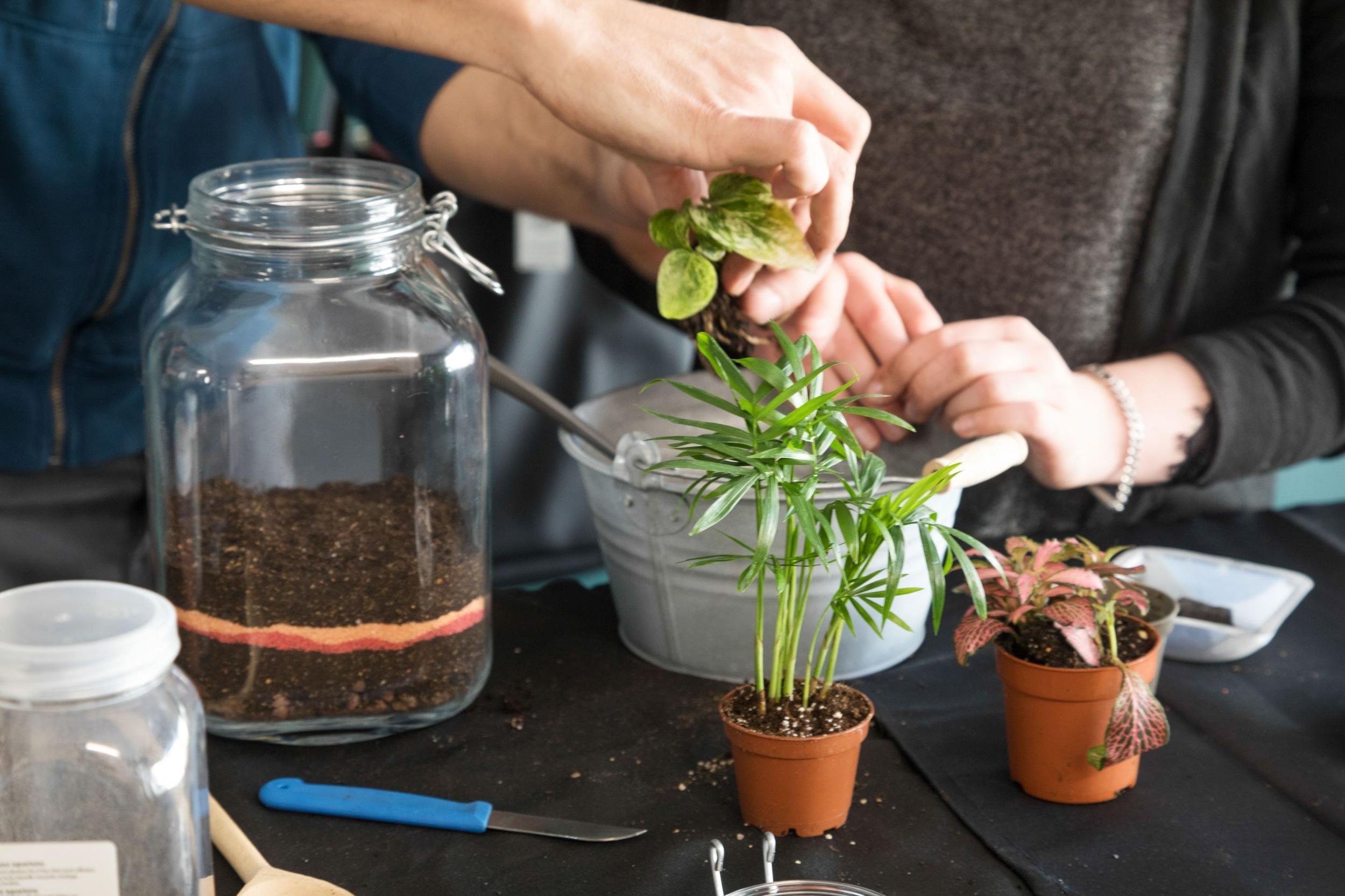 Créez votre terrarium - Image n°1 - Wecandoo