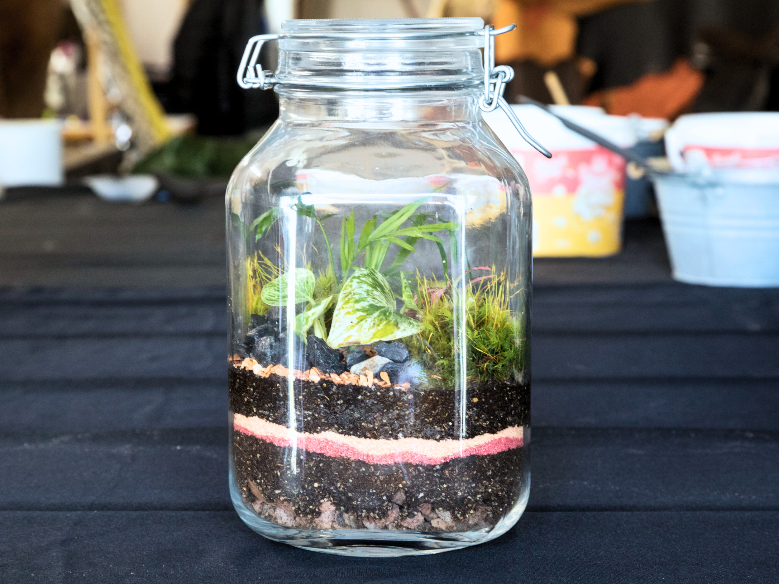 Créez votre terrarium