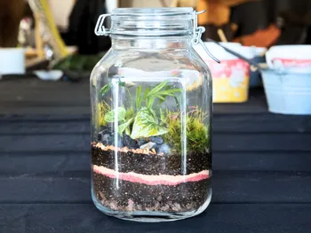 Créez votre terrarium