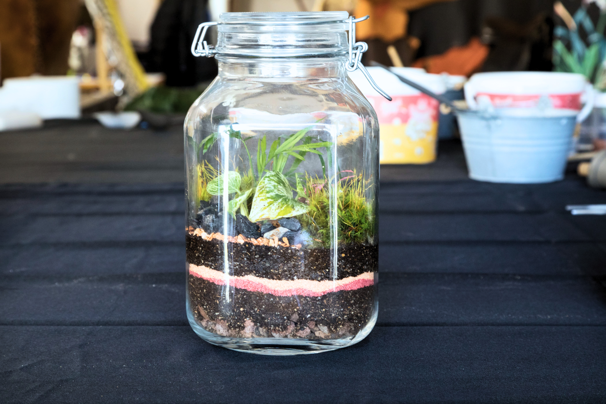 Créez votre terrarium - Afbeelding nr. 5 - Wecandoo