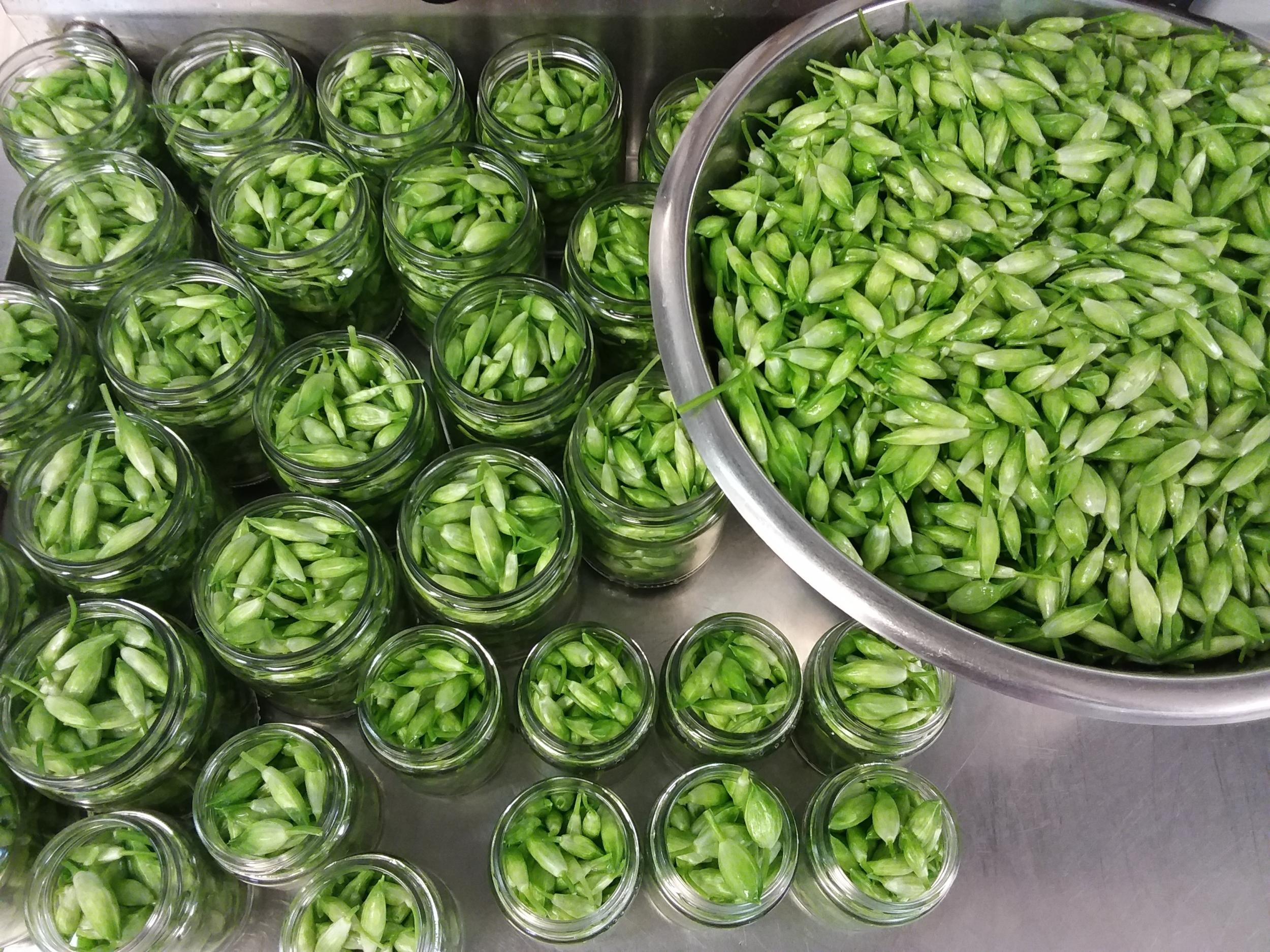 Cuisinez des plantes sauvages de saison avec Amandine - Image n°6 - Wecandoo