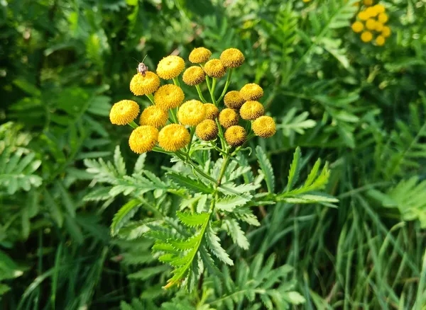 Cuisinez des plantes sauvages de saison avec Amandine - Image n°2 - Wecandoo