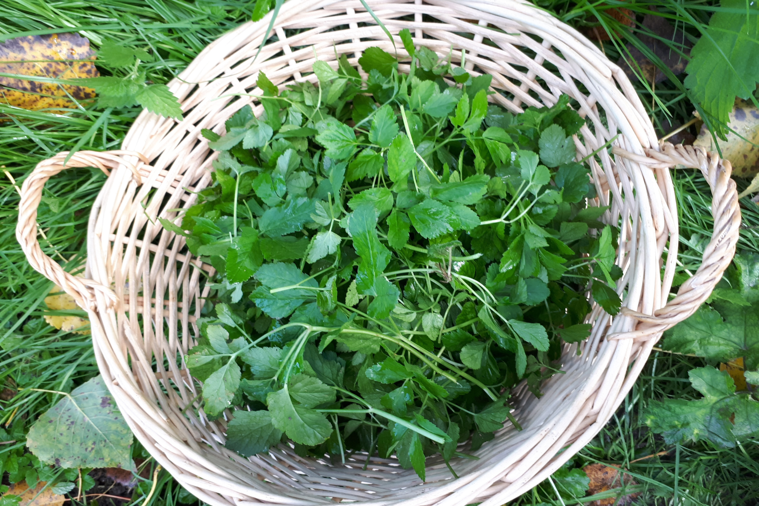 Cuisinez des plantes sauvages de saison avec Amandine - Image n°4 - Wecandoo