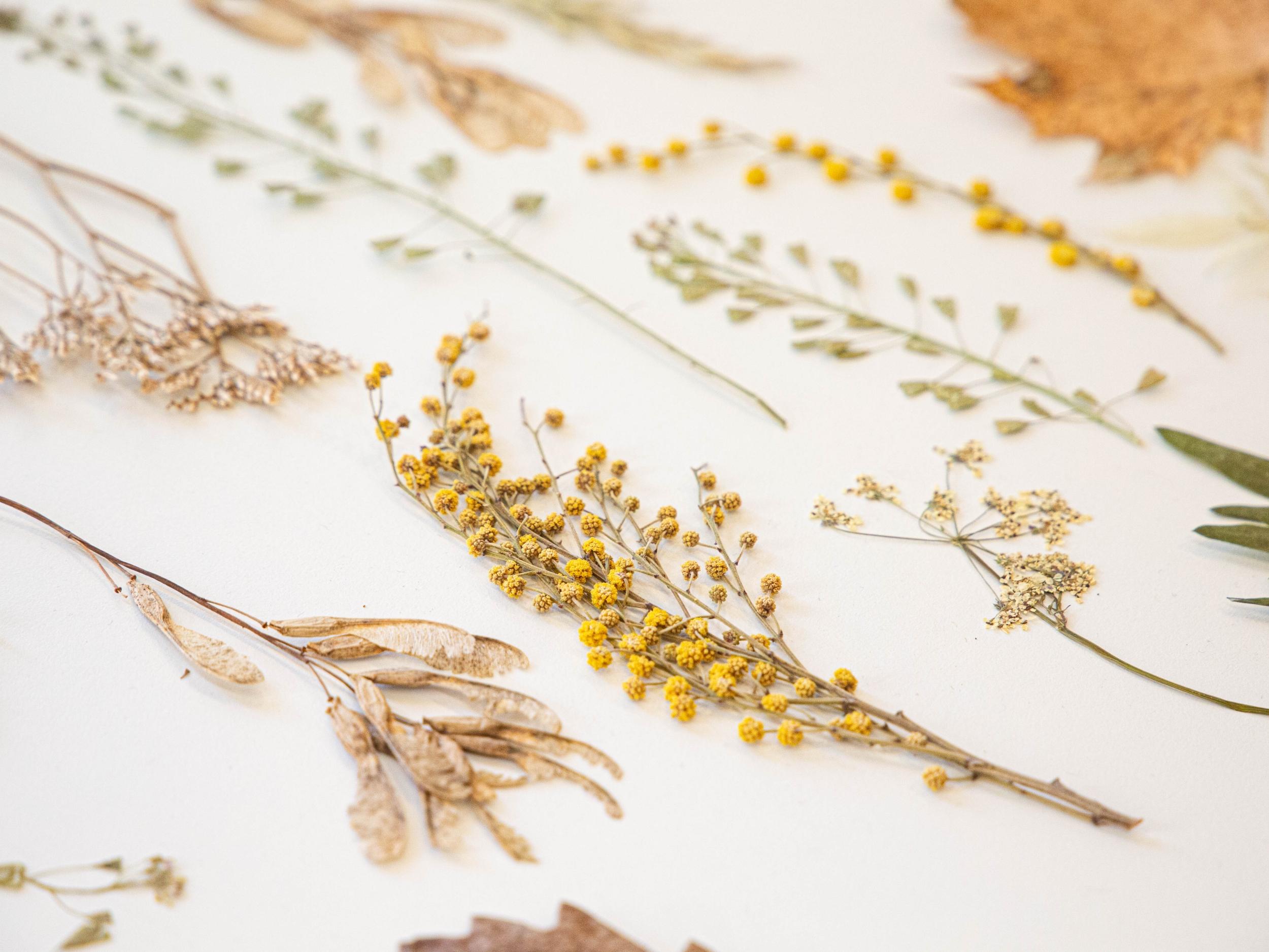 Initiez-vous à la technique du cyanotype avec Émilie - Afbeelding nr. 3 - Wecandoo