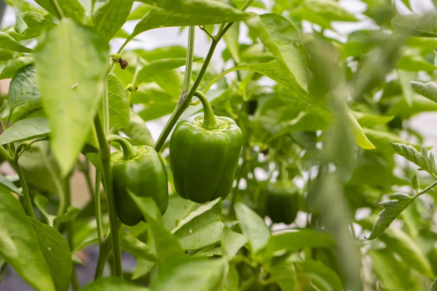 Initiez-vous au maraîchage sur sol vivant avec Brieuc - Image n°1 - Wecandoo