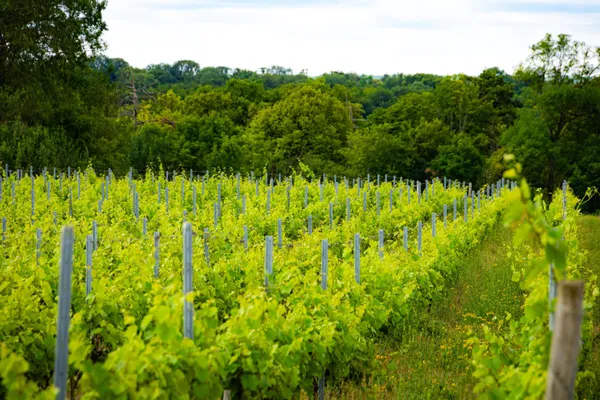 Dégustez une sélection de vins au milieu des vignes - Afbeelding nr. 4 - Wecandoo