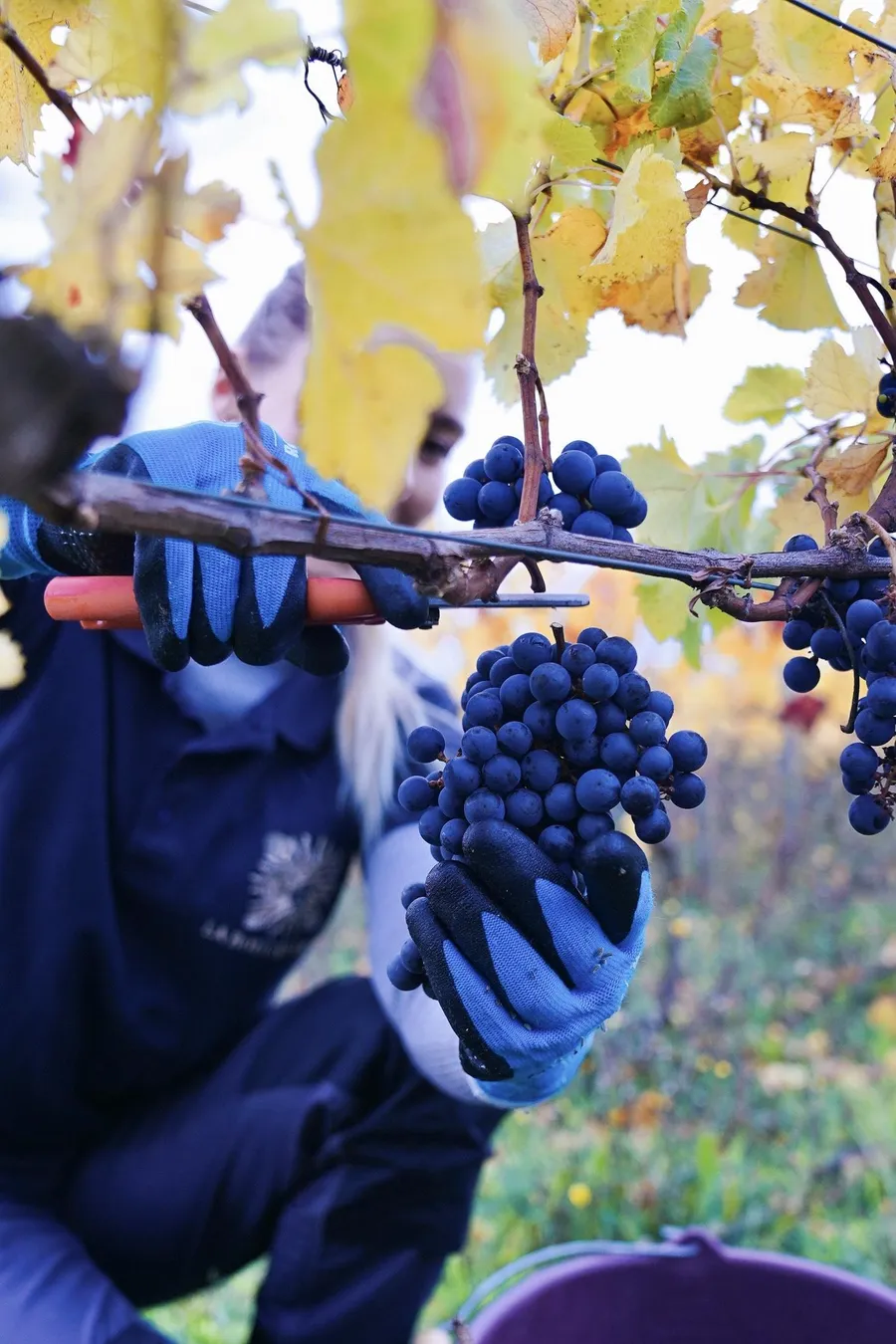 Découvrez la viticulture biologique et initiez-vous à la taille de vigne - Image n°1 - Wecandoo