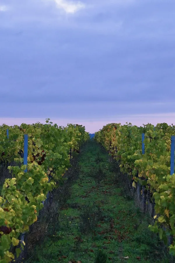 06A979A0-00BA-44D0-9B0E-EA0F4A75844D.jpg - Wecandoo