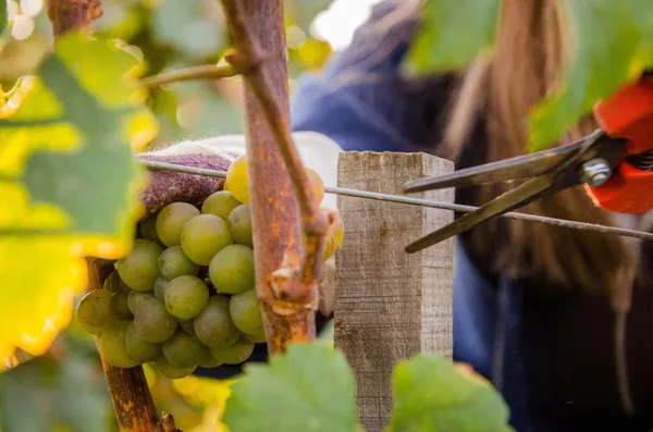 Découvrez la viticulture biologique et initiez-vous à la taille de vigne - Image n°3 - Wecandoo