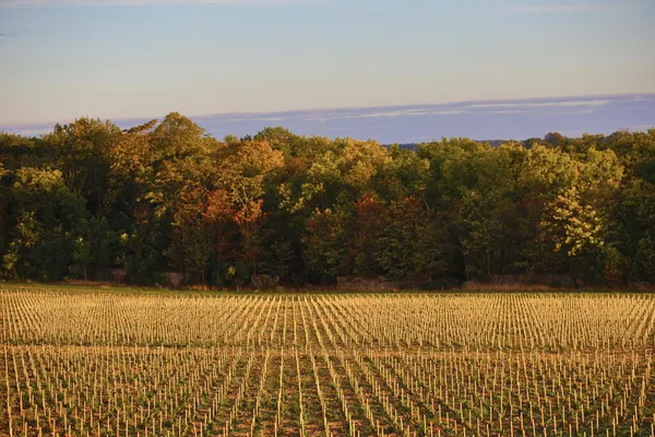Assemblez votre bouteille de vin rouge - Afbeelding nr. 4 - Wecandoo