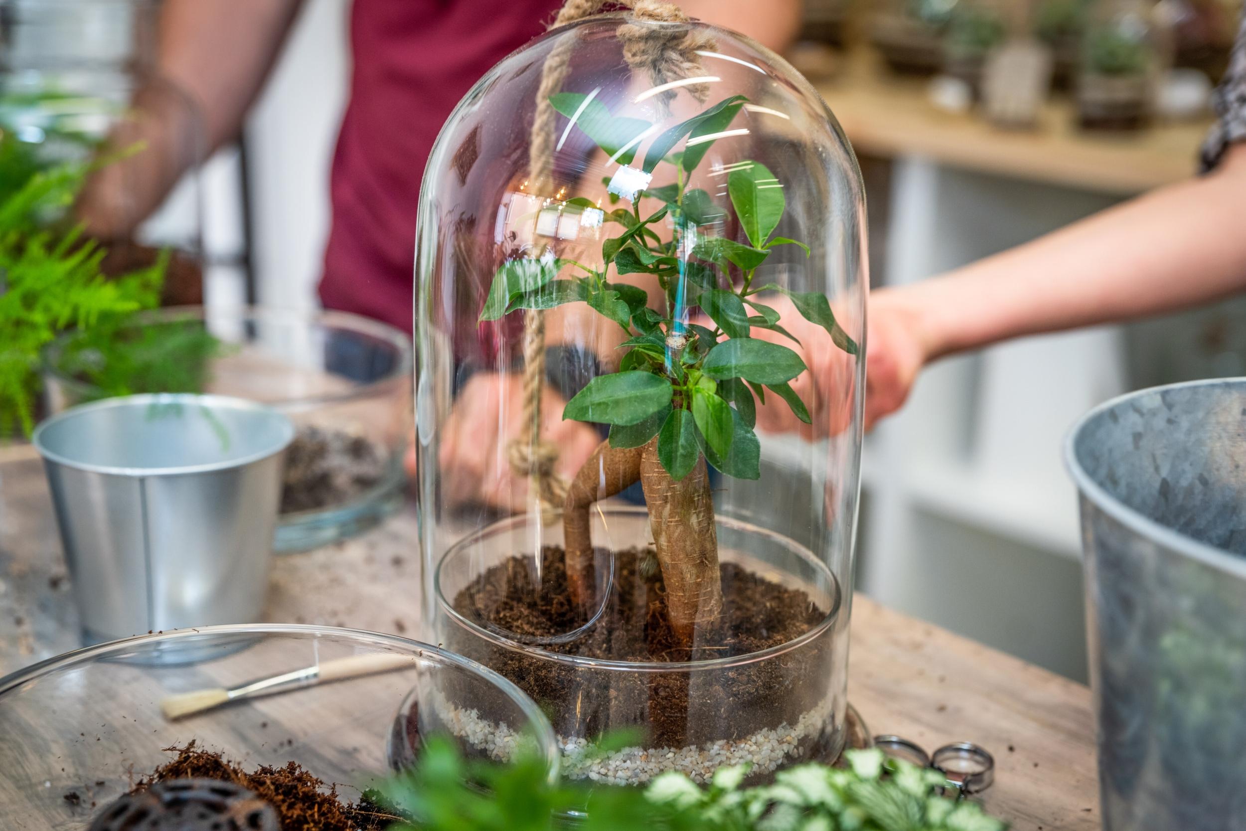 Réalisez votre terrarium à Lyon
