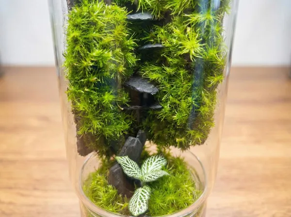 Réalisez un terrarium vertical avec Nicolas - Image n°5 - Wecandoo