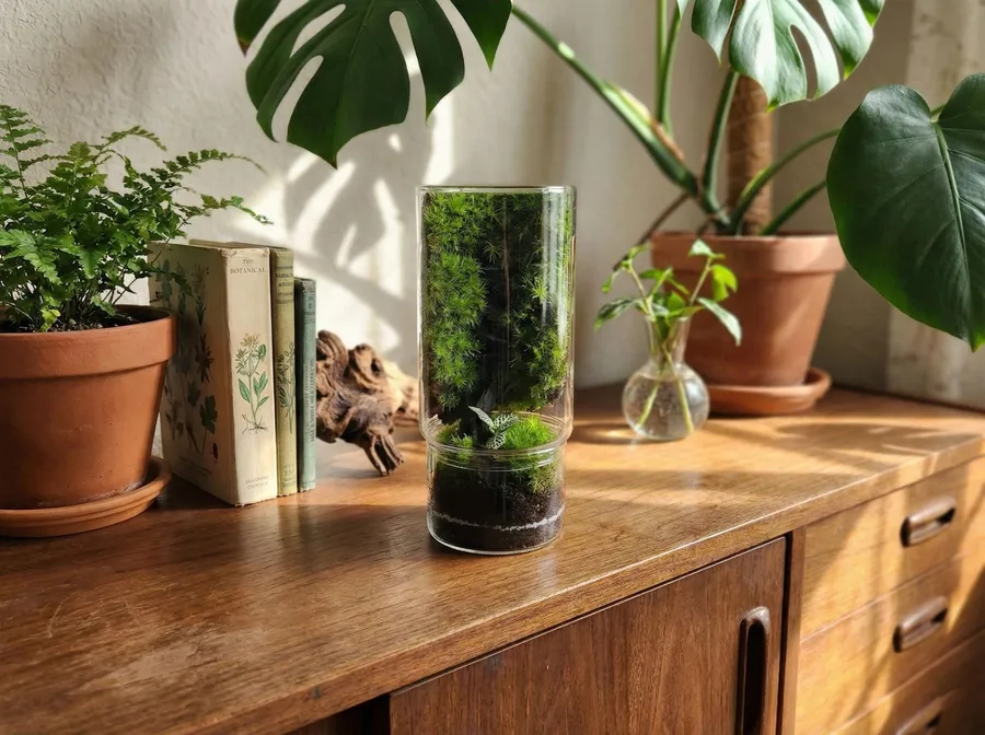 Réalisez un terrarium vertical avec Nicolas - Image n°1 - Wecandoo