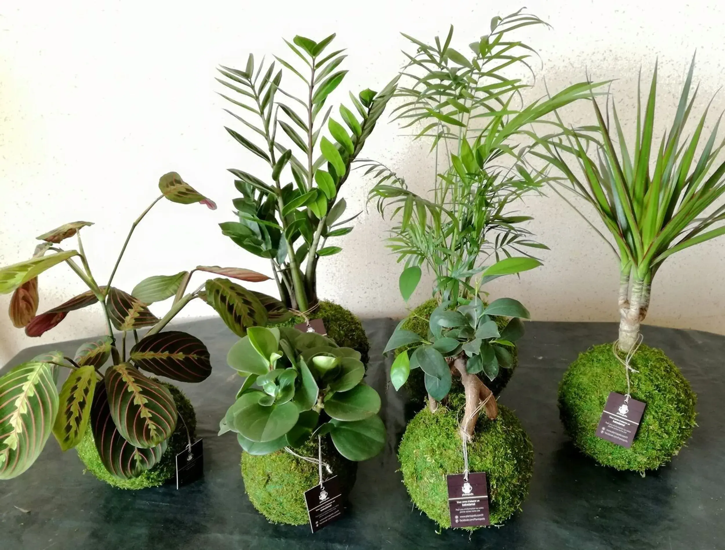 Réalisez votre kokedama en groupe