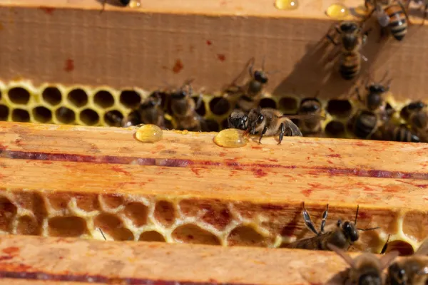 Passez une journée dans la peau d'un apiculteur - Image n°3 - Wecandoo