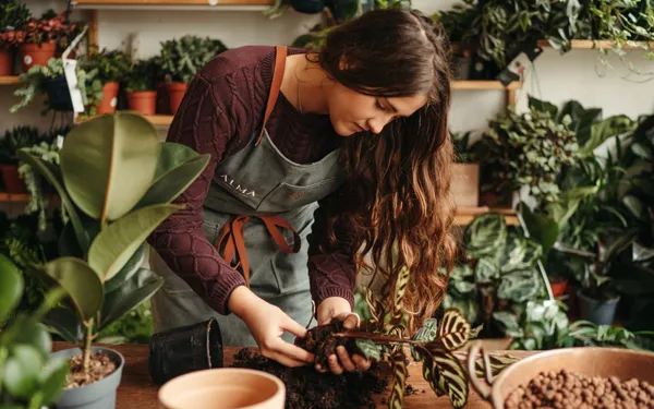Apprenez à planter, rempoter et entretenir vos plantes d'intérieur - Image n°4 - Wecandoo