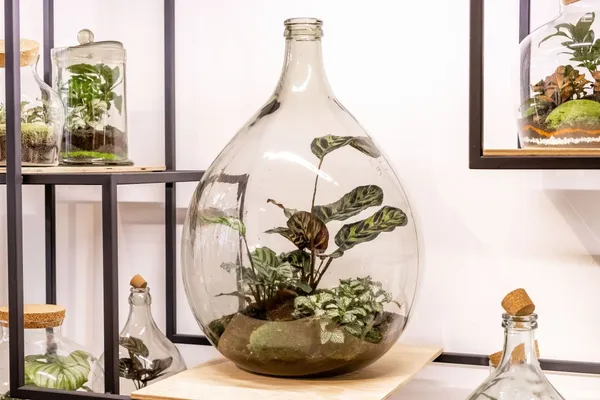 Wecandoo - Composez votre grand terrarium