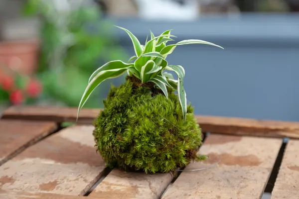 Wecandoo - Confectionnez votre kokedama
