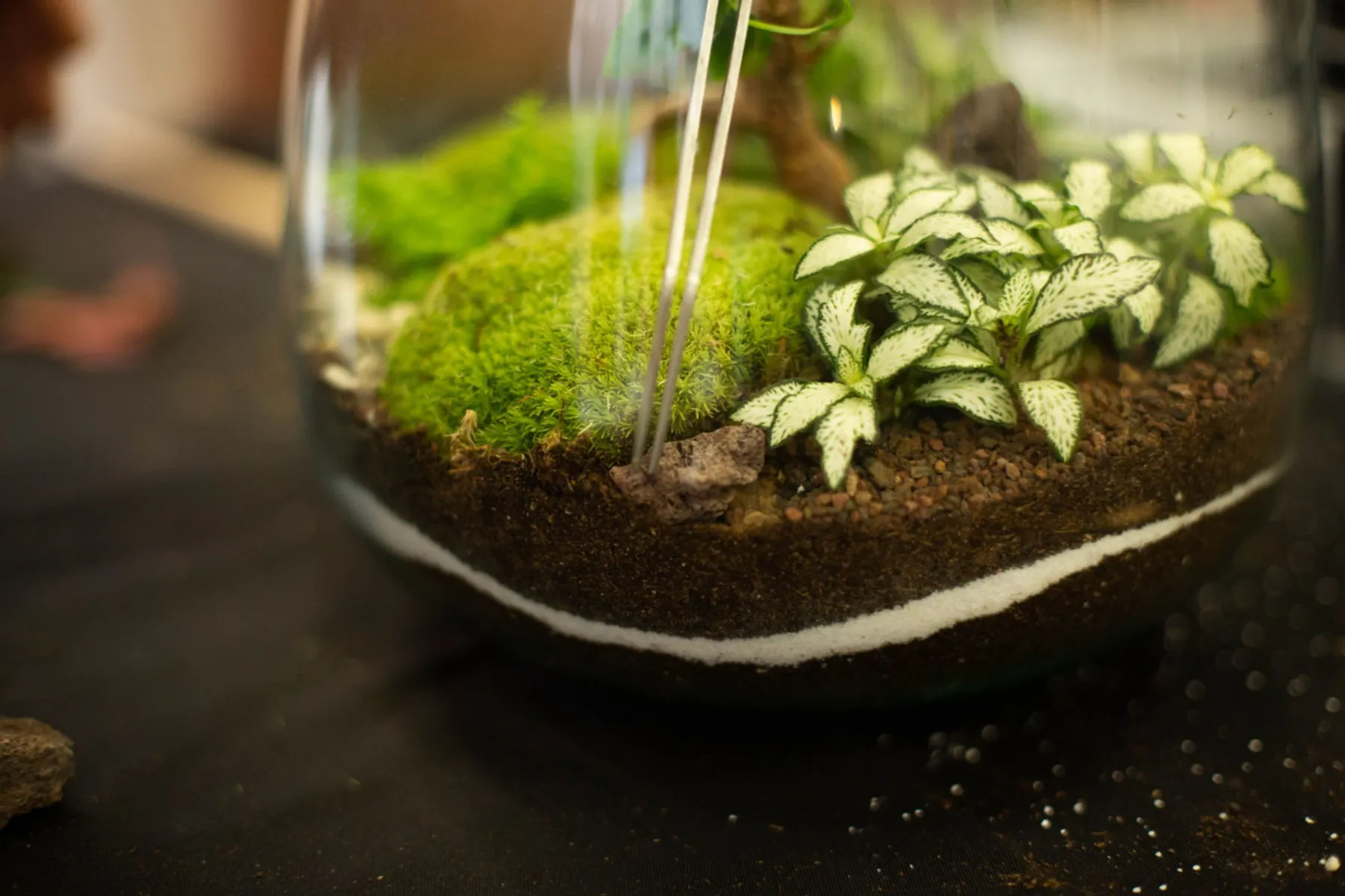 Créez votre terrarium taille large - Afbeelding nr. 2 - Wecandoo
