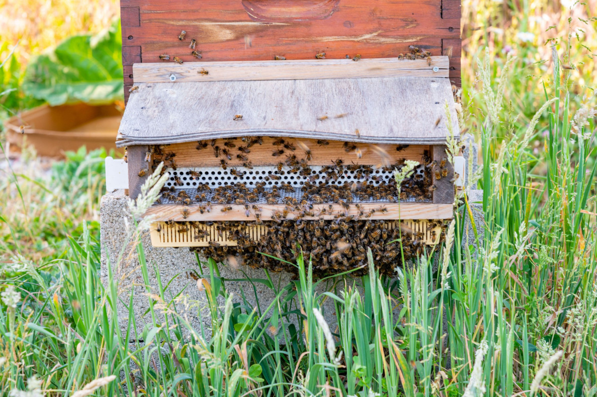 Wecandoo - Initiez-vous à l'apiculture - Image n°4