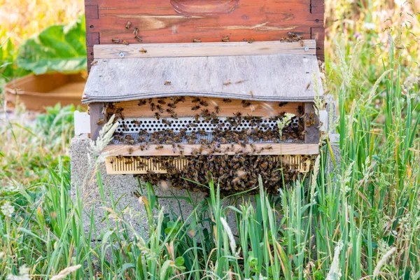 Wecandoo - Initiez-vous à l'apiculture
