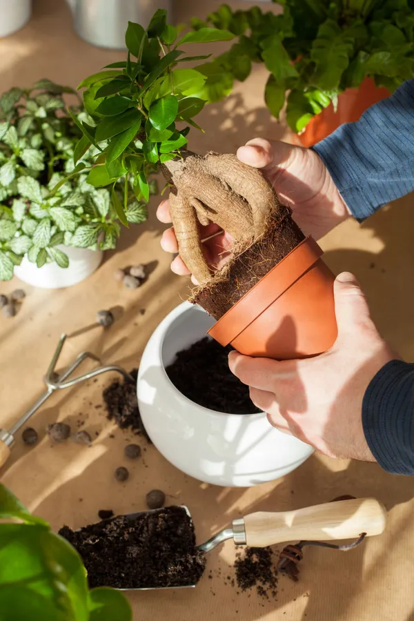 Apprenez à rempoter et à entretenir vos plantes vertes - Image n°2 - Wecandoo