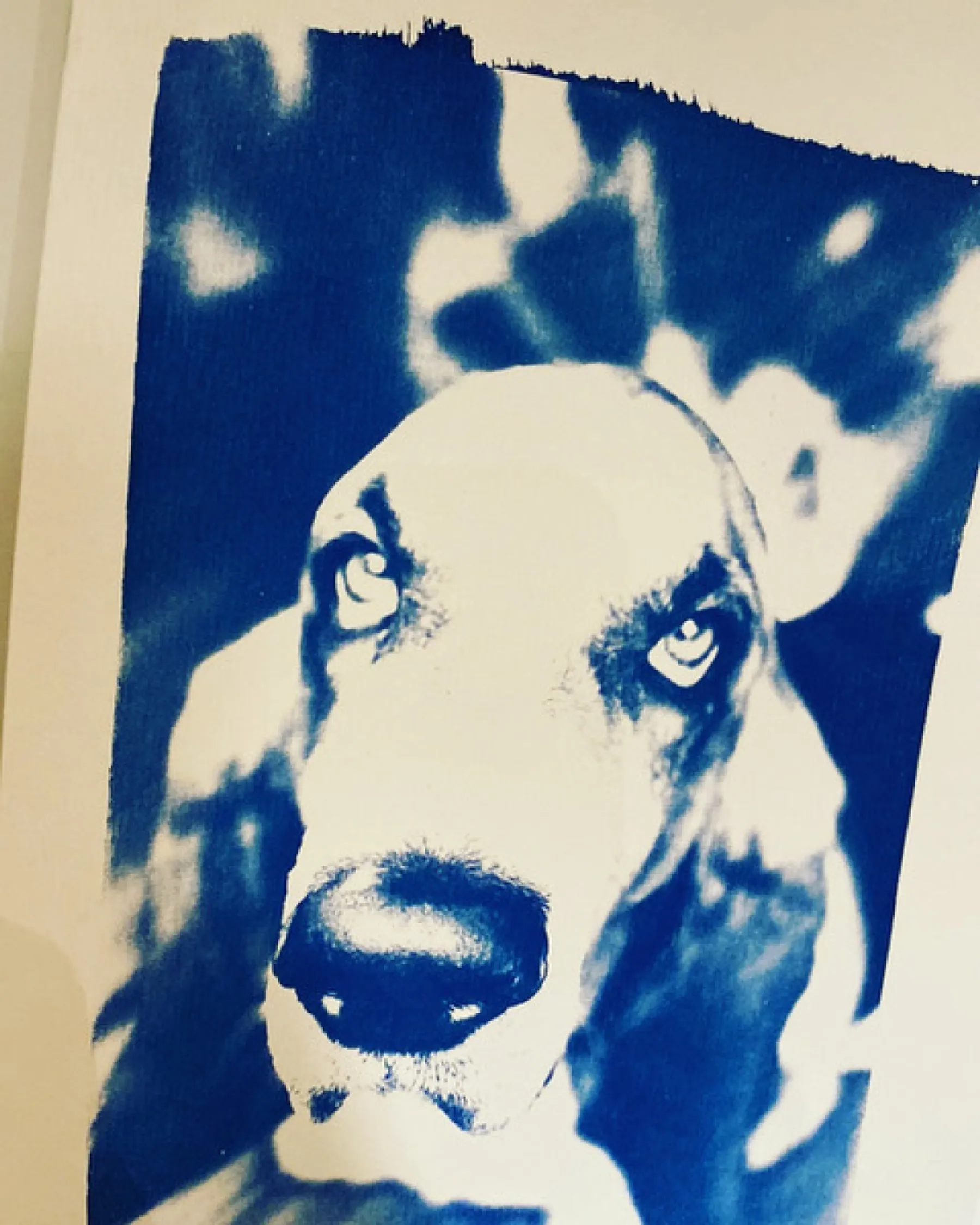 Réalisez vos affiches A4 en cyanotype à partir de photos personnelles - Image n°5 - Wecandoo