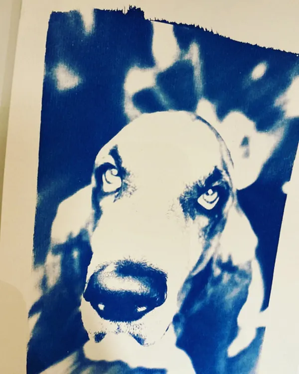 Make your own A4 posters in cyanotype using your own photos - Image n°5 - Wecandoo