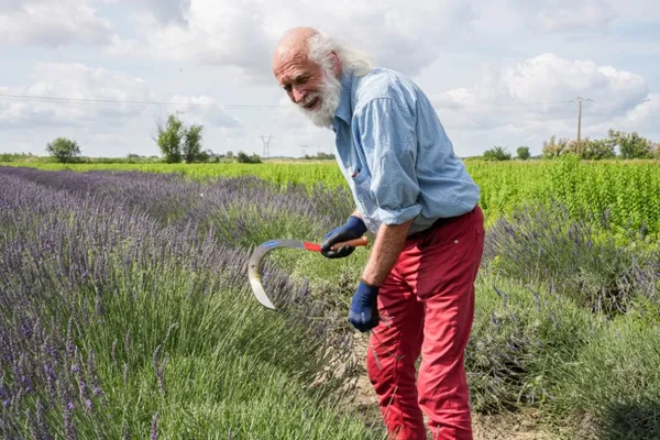 Récoltez la lavande et distillez votre hydrolat et huile essentielle - Image n°3 - Wecandoo