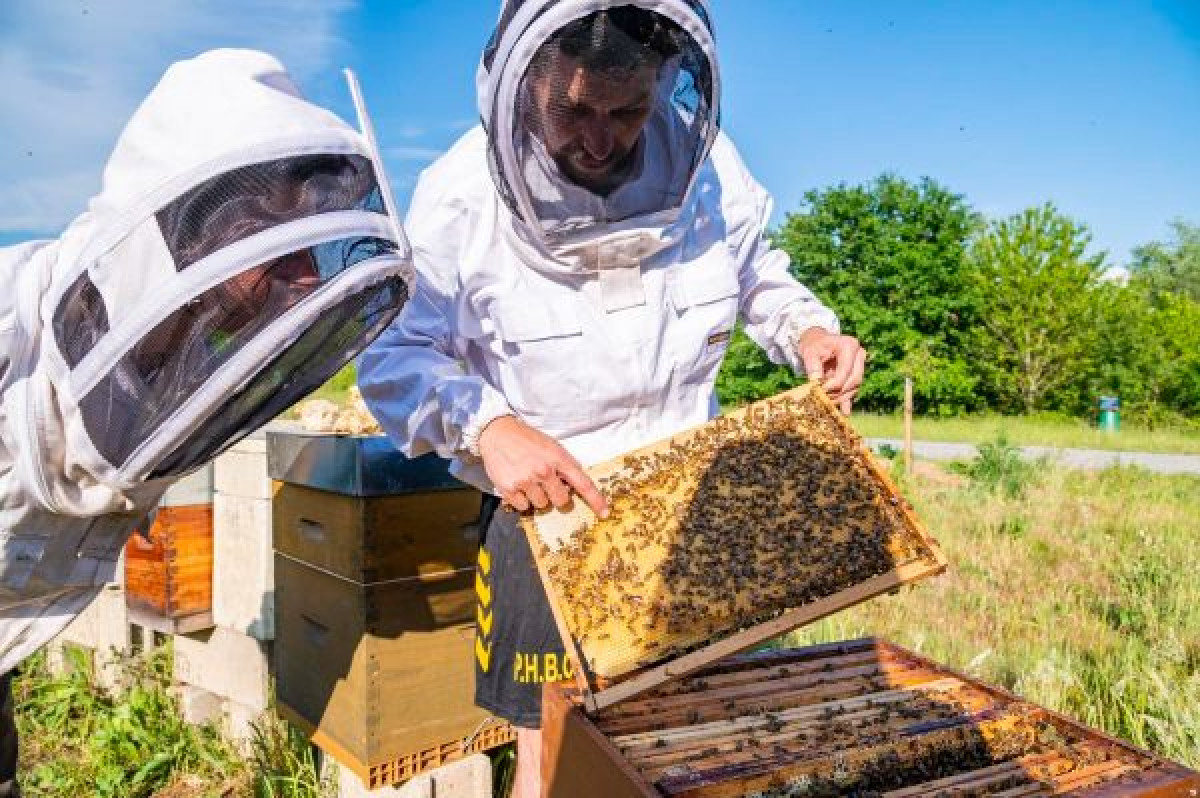 Wecandoo - Initiez-vous à l'apiculture - Image n°3