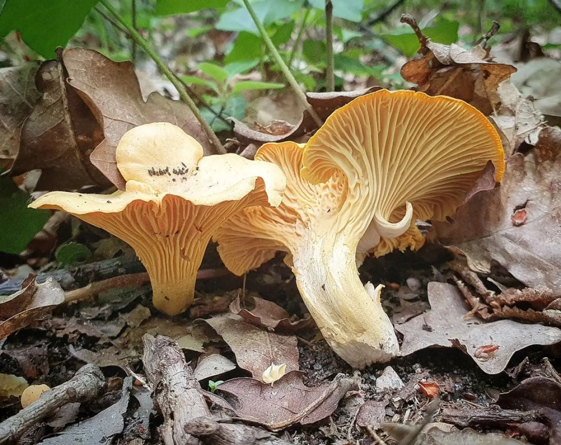 Cueillez vos champignons sauvages à Toulouse - Image n°5 - Wecandoo
