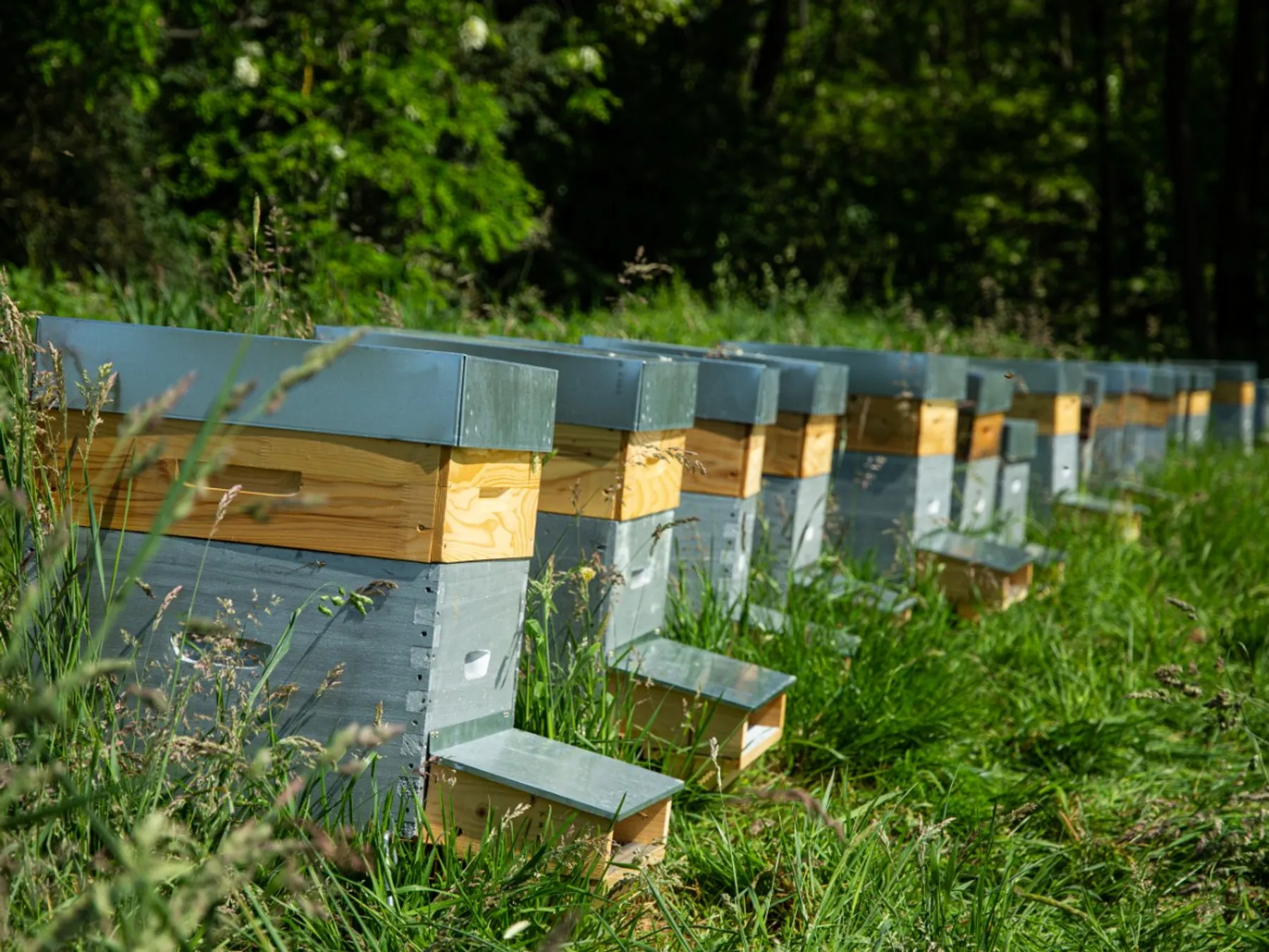 Découvrez l'apiculture et visitez des ruchers en groupe - Image n°4 - Wecandoo
