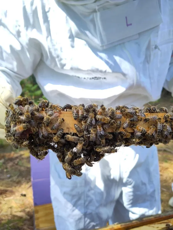 Visitez un rucher traditionnel et dégustez du miel - Image n°2 - Wecandoo