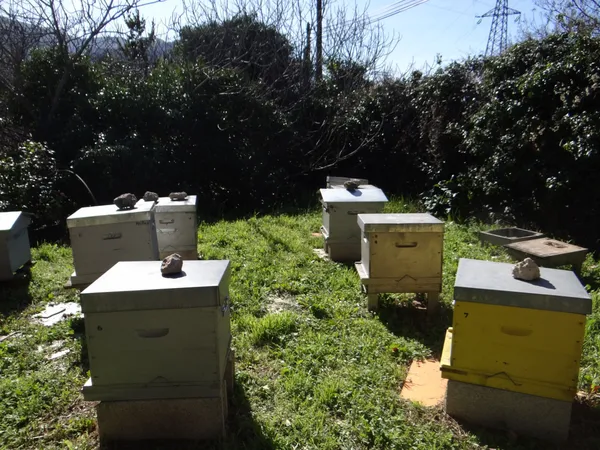Initiez-vous à l'apiculture - Image n°2 - Wecandoo