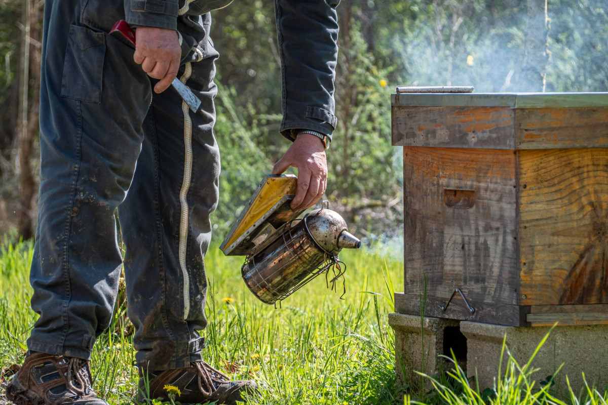 Wecandoo - Initiez-vous à l'apiculture - Image n°6