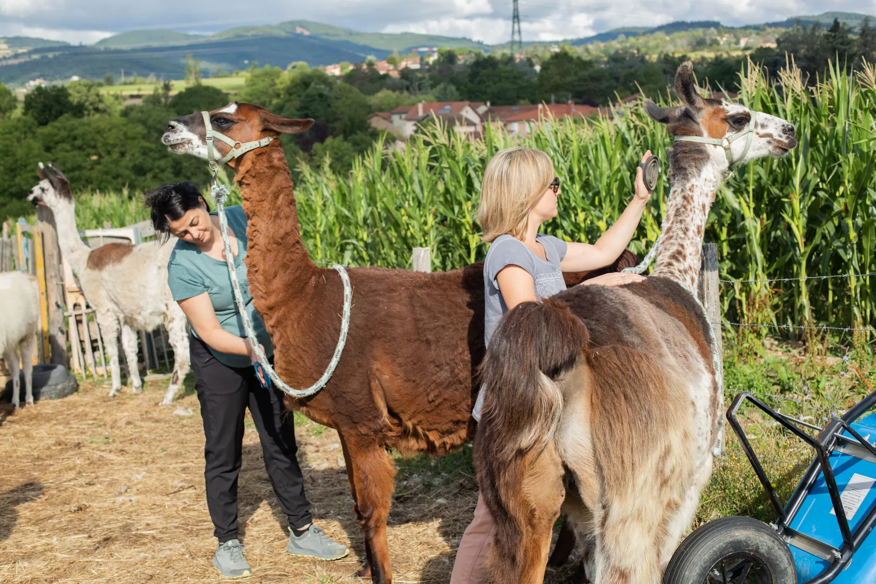 Découvrez un élevage de lamas et transformez la laine - Image n°2 - Wecandoo