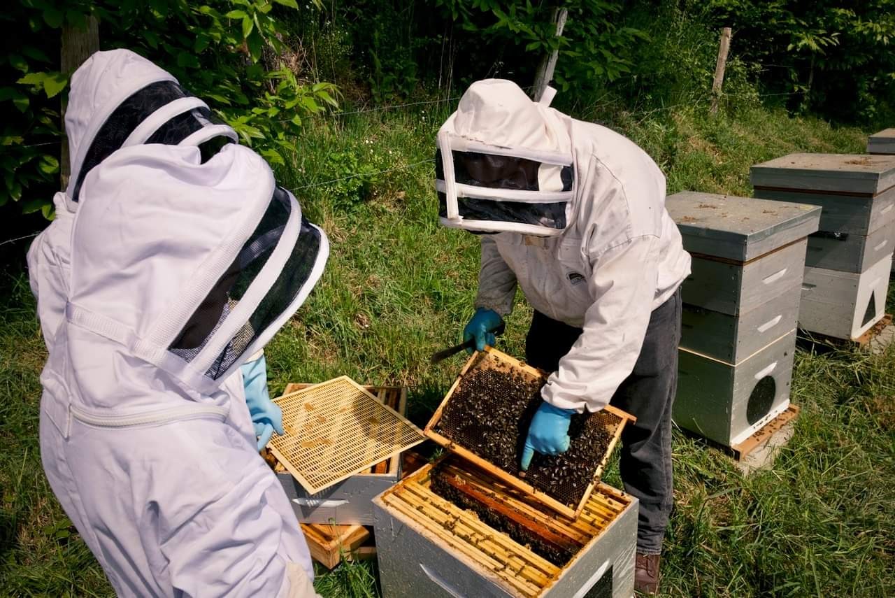 Wecandoo - Découvrez l'apiculture - Image n°2