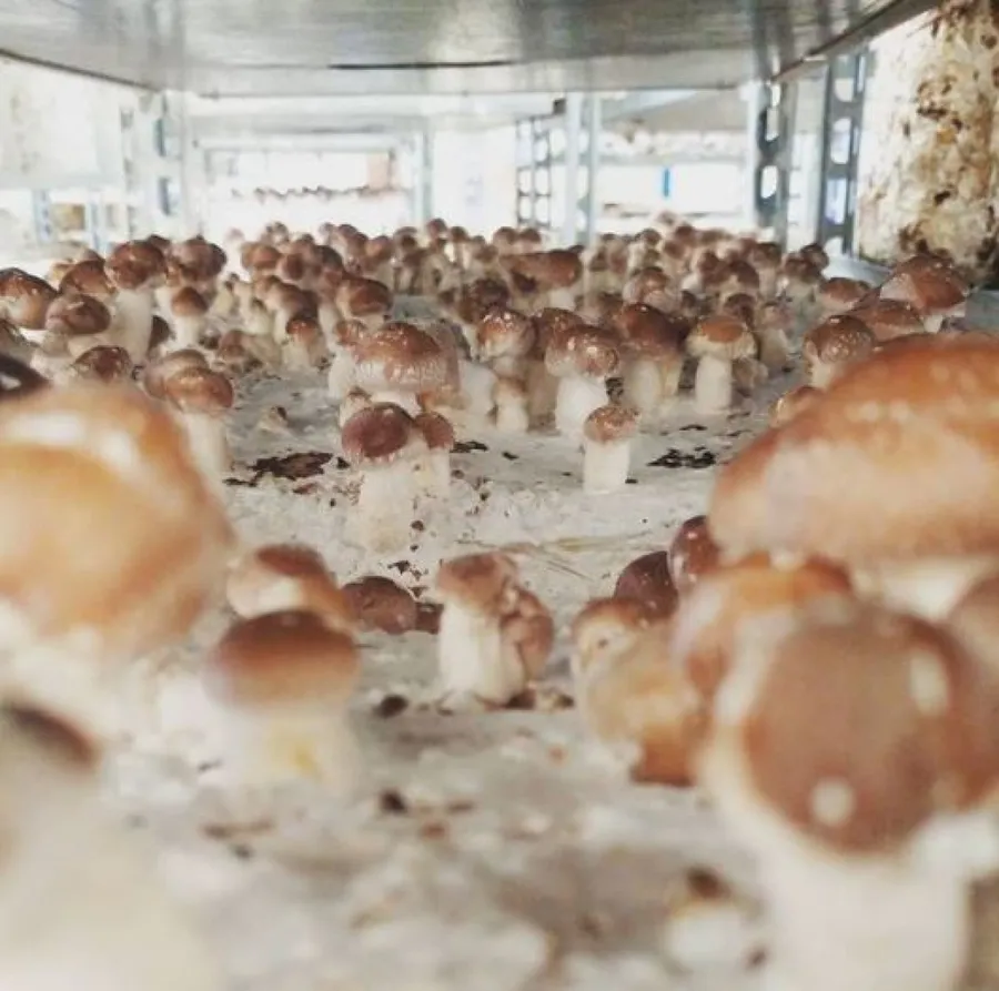 Découvrez la culture des champignons et cultivez les vôtres - Image n°1 - Wecandoo