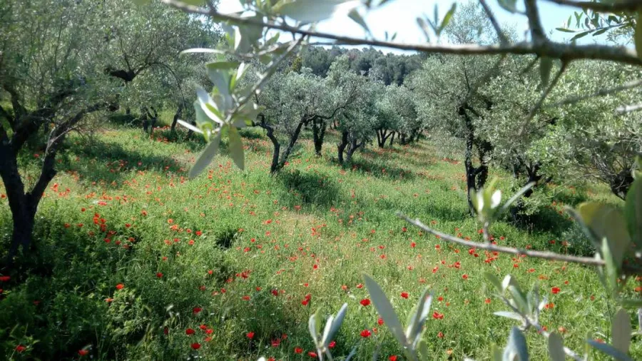 Visitez une oliveraie en culture biologique - Afbeelding nr. 1 - Wecandoo