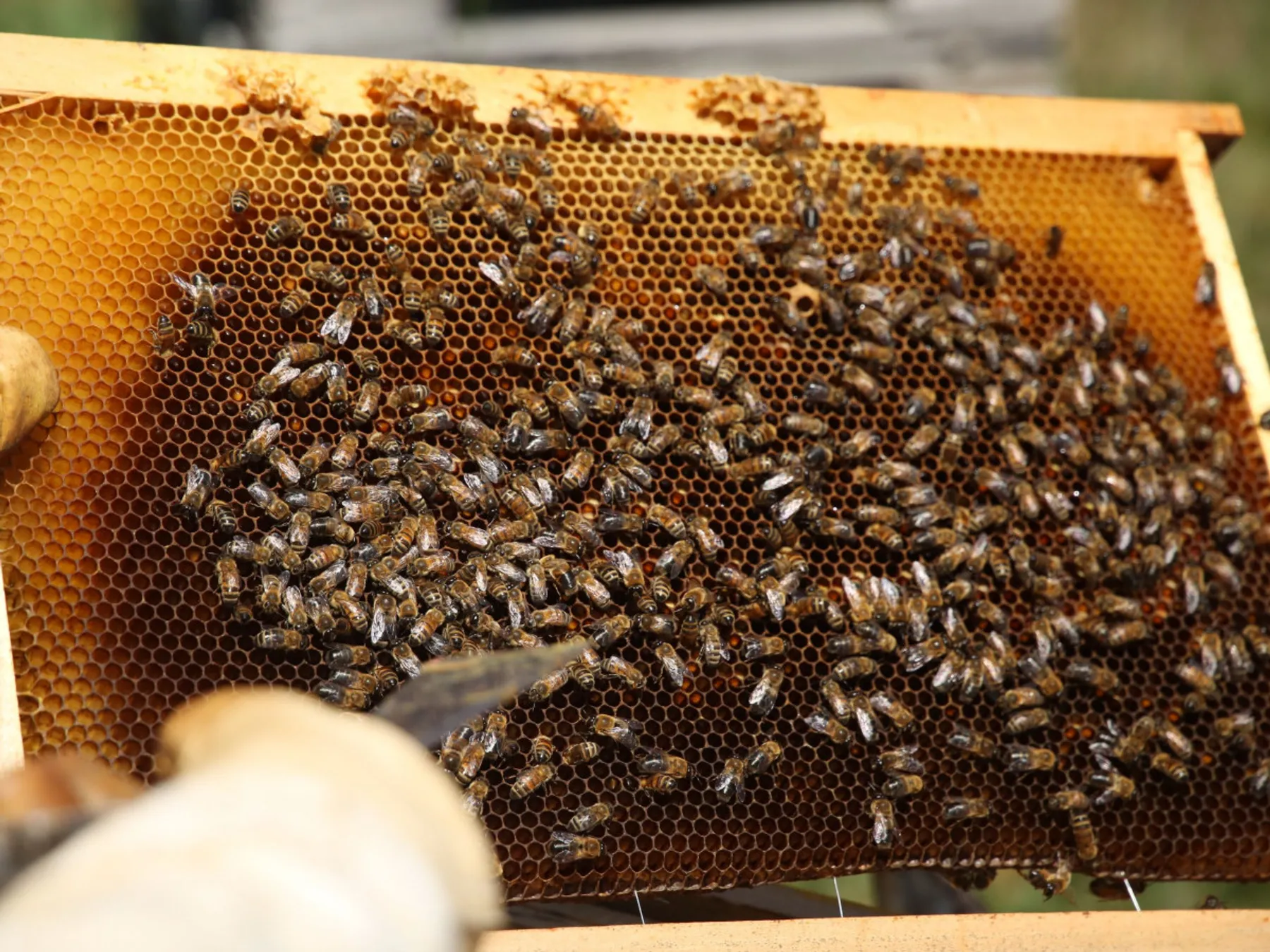 Initiez-vous à l'apiculture - Image n°3 - Wecandoo