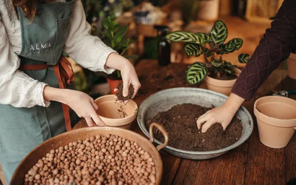 Apprenez à planter, rempoter et entretenir vos plantes d'intérieur - Image n°2 - Wecandoo