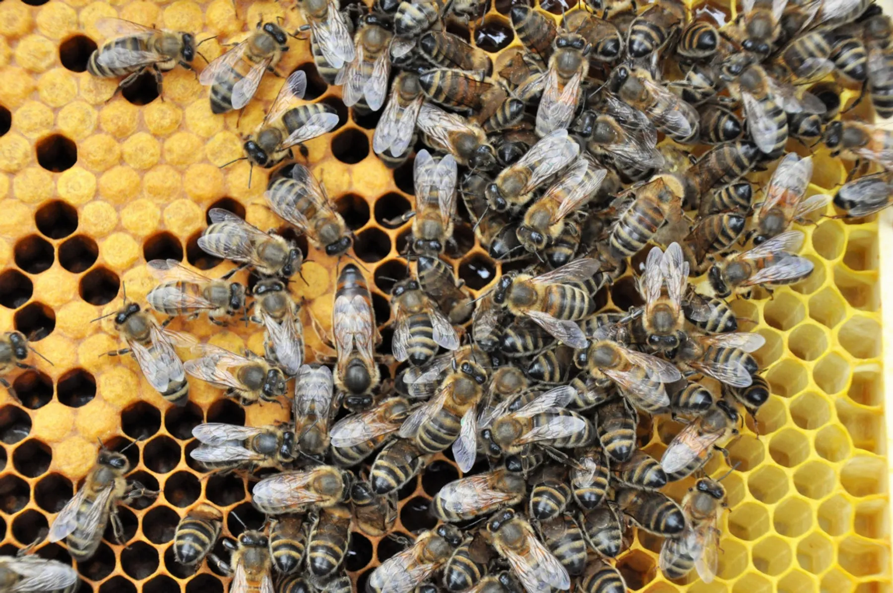 Une journée dans la vie d'un apiculteur - Afbeelding nr. 2 - Wecandoo