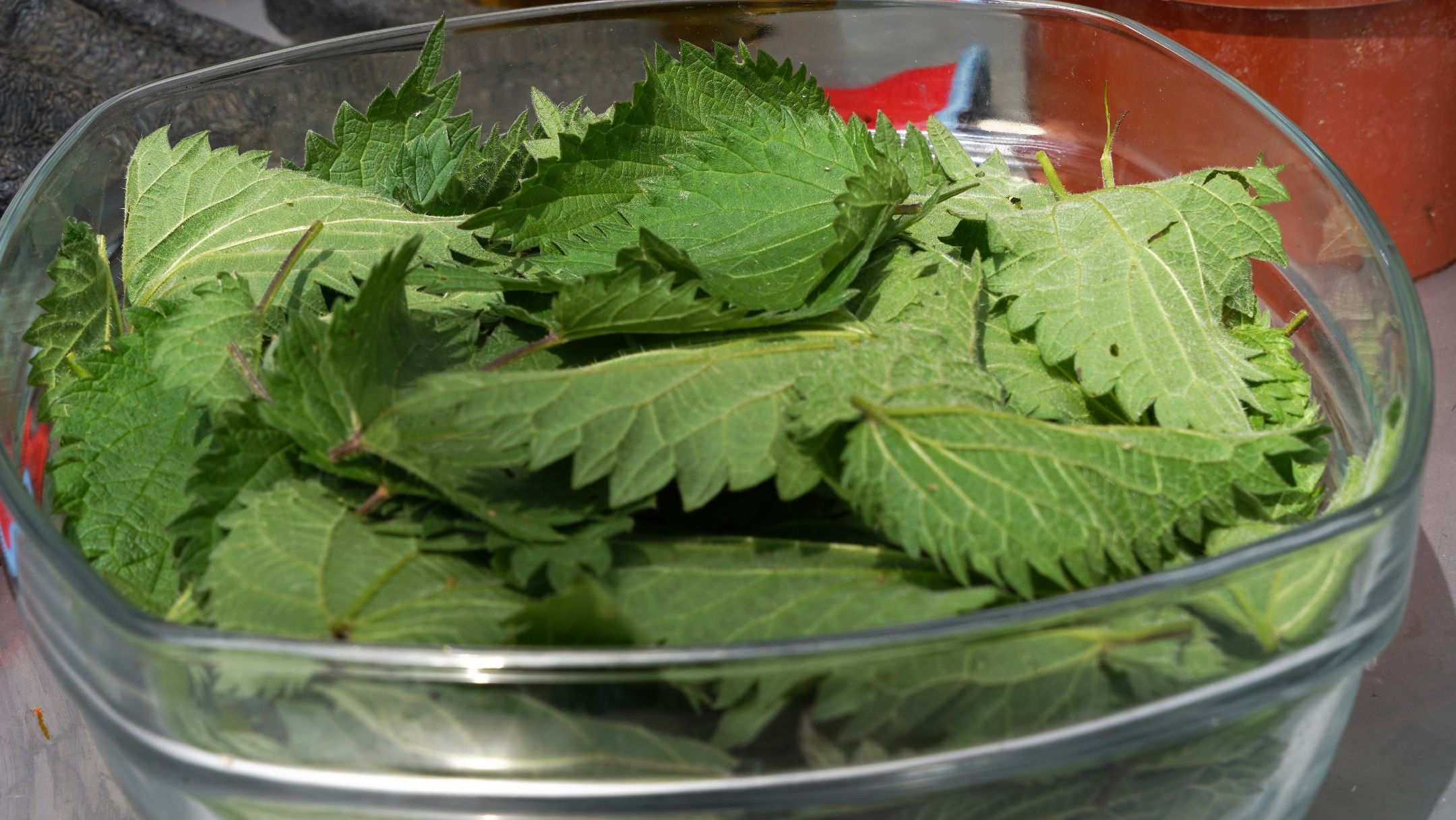 Wecandoo - Réalisez votre repas et pâté végétaux à base de plantes comestibles méconnues - Image n°2