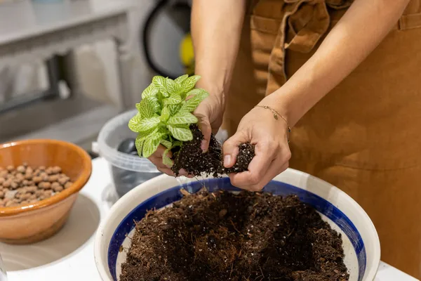 Réalisez votre kokedama - Image n°2 - Wecandoo