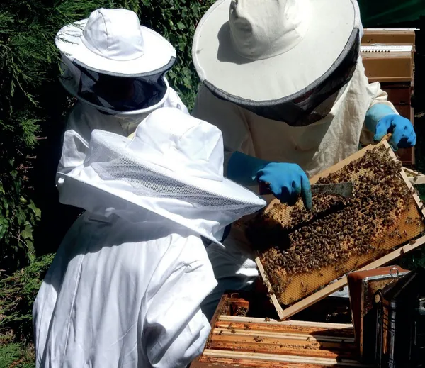 Wecandoo - Initiez-vous à l'apiculture