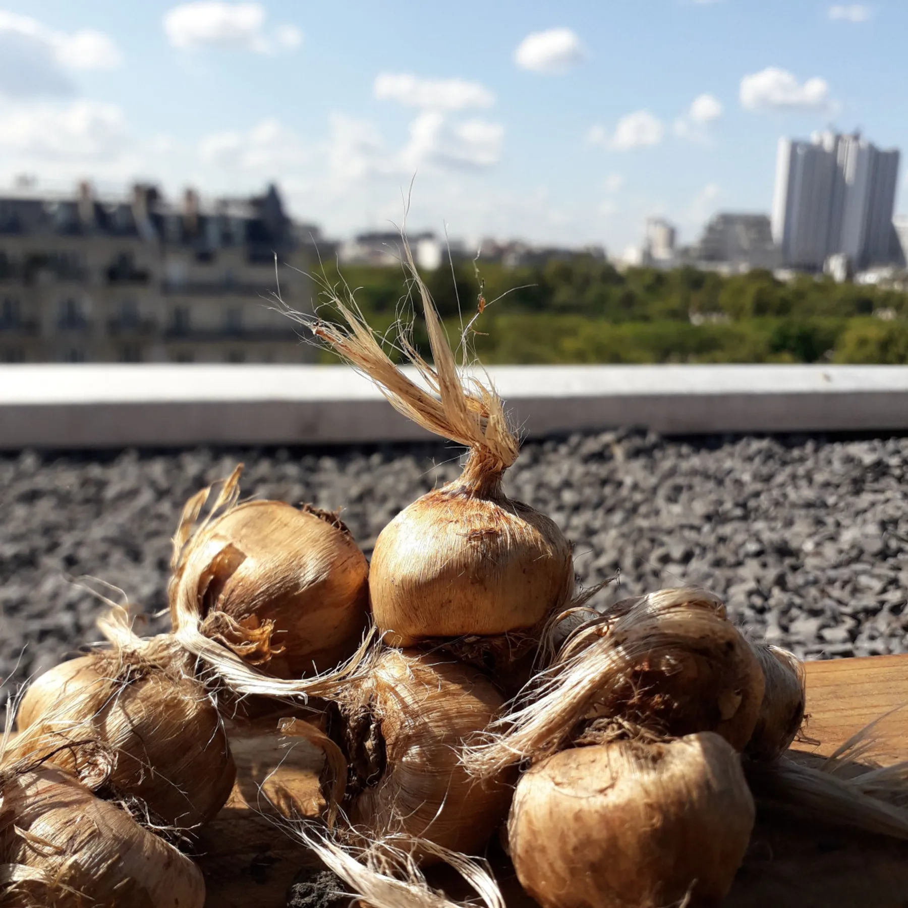 Visitez une safranière sur le toit de l'Opéra Bastille - Image n°4 - Wecandoo